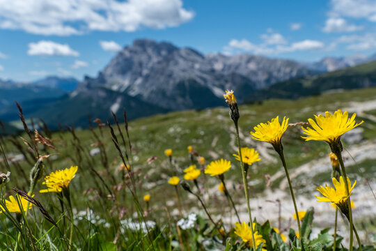 Gelbe Bergblumen vor malerischem Dolomitenpanorama