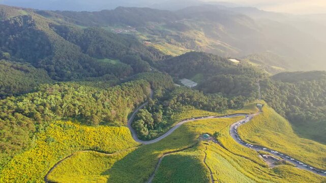 Aerial view of Tree Marigold field, Mexican Tournesol blooming and winding road on mountain in countryside during evening at Doi Mae U Kho, Mae Hong Son, Thailand