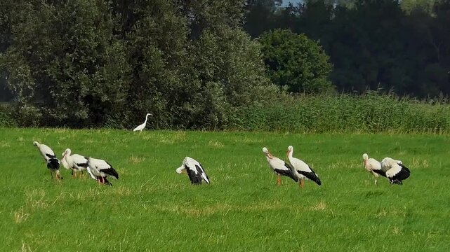 Bird life in the Elbmarsch with geese, cormorants and storks