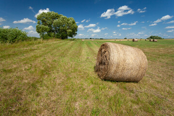 Hay bale in a meadow with a tree, summer countryside view