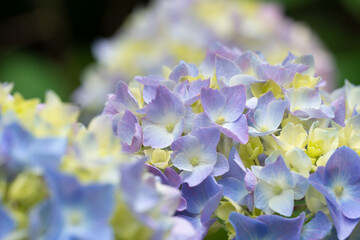 あじさいの花のアップ