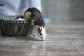 A white and black rat climbs out of the basket onto the table