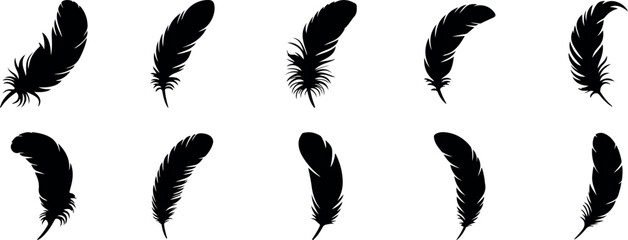 Elegant feather silhouette isolated on transparent background