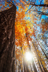 Sunlight between autumn trees, view from below
