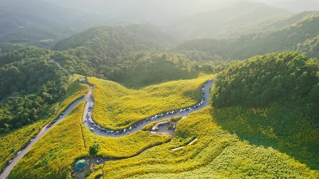 Aerial view of Tree Marigold field, Mexican Tournesol blooming and winding road on mountain in countryside during evening at Doi Mae U Kho, Mae Hong Son, Thailand