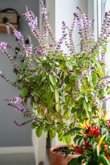 Blooming Thai basil bush with purple small flowers and red hot chilli pepper in clay pots on windowsill at home. Cultivation homegrown aroma spicy herbs and vegetable, indoor gardening. Green hobby. 