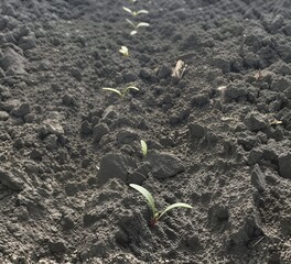 Macro photograph of a delicate sugar beet sprout breaking through dark soil. Sunlight illuminates...