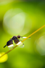 Close-up Macro Photograph of a Black and White Winged Dragonfly Perched on a Thin Stem Against a Soft Green Bokeh Background