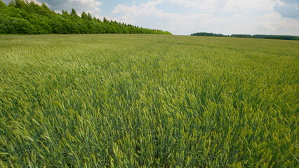 An Expansive Green Wheat Field Stretching Out Under a Beautifully Clear Blue Sky Above