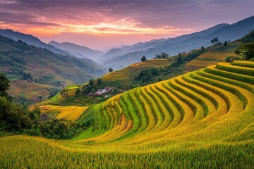 Naklejka premium Golden rice terraces at sunrise, mountains