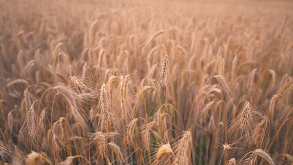 A Stunning Golden Wheat Field Captured Beautifully at Dusk During the Time of Day