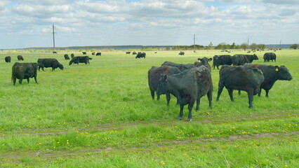 Cattle Grazing in an Expansive Open Pasture Landscape Rich in Natural Beauty and Diversity