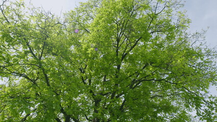 A Vibrant Green Tree Canopy Gracefully Sitting Beautifully Beneath Clear Blue Skies Above