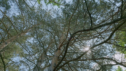 Sunlit Canopy Natures Majestic Trees in Beautiful Perspective and Glorious Detail