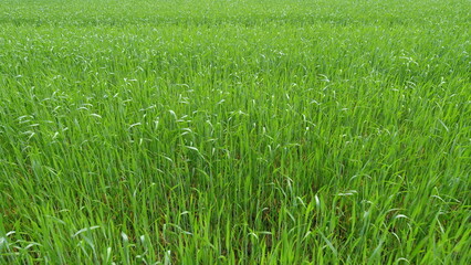 A Beautiful and Lush Green Grass Field Spreading Out Under a Bright and Clear Blue Sky