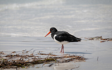 A Pied Oyster Catcher on a beach in South Australia, Australia