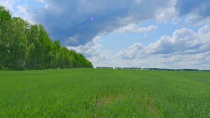 Vast Lush Green Fields Spanning Under a Bright Blue Sky Accompanied by White Fluffy Clouds