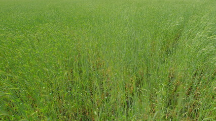 A Lush, Expansive Green Field Brimming With Growing Grain Crops Under the Bright, Warm Sunlight