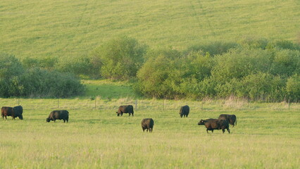 A Grazing Herd of Majestic Bison Roaming in a Beautiful, Scenic Green Pasture Landscape