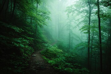 Obraz premium Misty forest path winds through lush green trees
