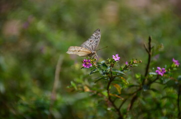 White butterfly on a pink clover flower on a green background. macro nature. Butterfly close-up. Orange butterfly, nature close-up. Black natural patterns. close-up, blurred background, soft focus.