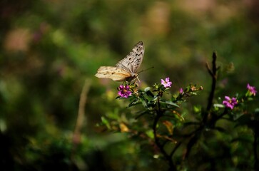 White butterfly on a pink clover flower on a green background. macro nature. Butterfly close-up. Orange butterfly, nature close-up. Black natural patterns. close-up, blurred background, soft focus.