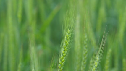 Lush and Verdant Green Wheat Fields in Their Early Growth Stage, Invigorating the Landscape