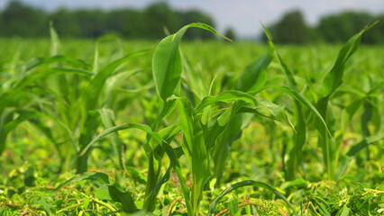 The Vibrant Growth of a Cornfield Flourishing Under a Bright and Clear Sky Above