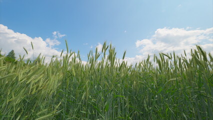 Obraz premium A Beautiful Lush Green Wheat Field Spreading Under a Bright Blue Sky Full of Clouds