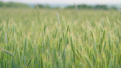A Stunningly Beautiful, Lush Green Wheat Field Glowing Radiantly Under Soft and Gentle Light
