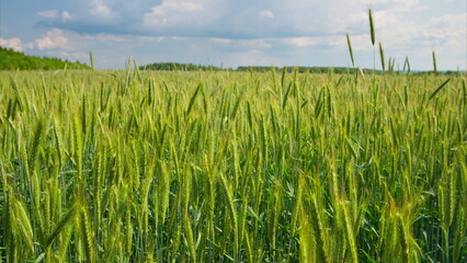 A Vast and Lush Green Wheat Field Spreading Out Beneath a Beautifully Cloudy Sky and Vistas