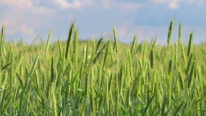 A Beautifully Vibrant Wheat Field Spreading Out Under a Clear and Bright Blue Sky Above
