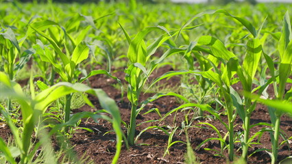 A Vast and Lush Green Cornfield Extending Out Beneath a Bright and Clear Blue Sky Above