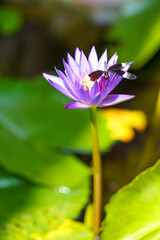 Obraz premium Close-up Photograph of a Purple Water Lily with a Dragonfly Resting on Its Petals, Surrounded by Green Lily Pads in a Sunlit Pond