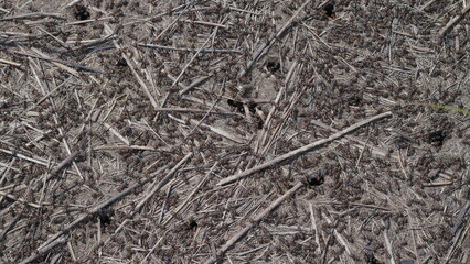 Natural Ground Composed of Ants Twigs Alongside Organic Material Found in Various Ecosystems