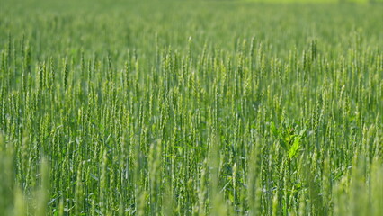 A Lush, Vibrant Green Wheat Field Expanding Out Under A Beautifully Clear, Blue Sky Atmosphere
