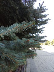 christmas tree branches