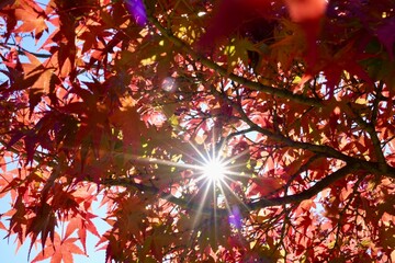 Red and orange maple leaves with a beautiful gradient, shining under the autumn sun and sky 秋の紅葉と太陽