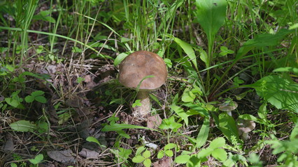 A detailed closeup image of a mushroom found in its natural habitat environment