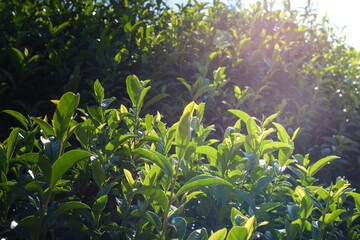 Close-up of colorful tea leaves before harvest