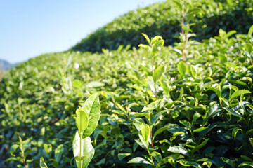 Close-up of colorful tea leaves before harvest