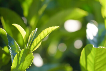 Close-up of colorful tea leaves before harvest