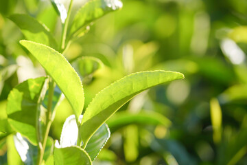 Close-up of colorful tea leaves before harvest
