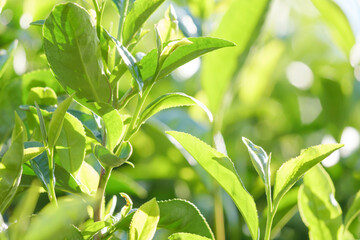 Close-up of colorful tea leaves before harvest