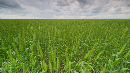 Vibrant green cropland stretches under a dramatic cloudy sky, creating a captivating view