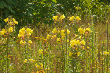Blühende gelbe Blumen auf einer Blumenwiese, Niedersachsen, Deutschland