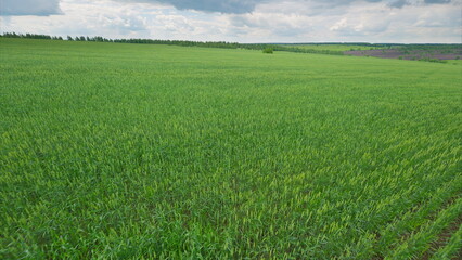 Fototapeta premium Expansive, vibrant green agricultural fields flourishing under a cloudy sky filled with beauty