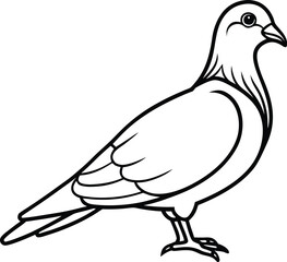 A beautiful white dove, a symbol of peace, with its wings outstretched, is isolated against a clean white background