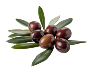 Ripe olives with green leaves isolated on white background for Mediterranean food and harvest theme
