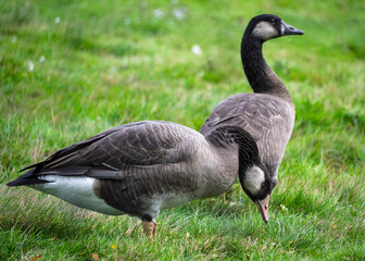 Two geese foraging in a grassy field during a sunny day near a tranquil pond